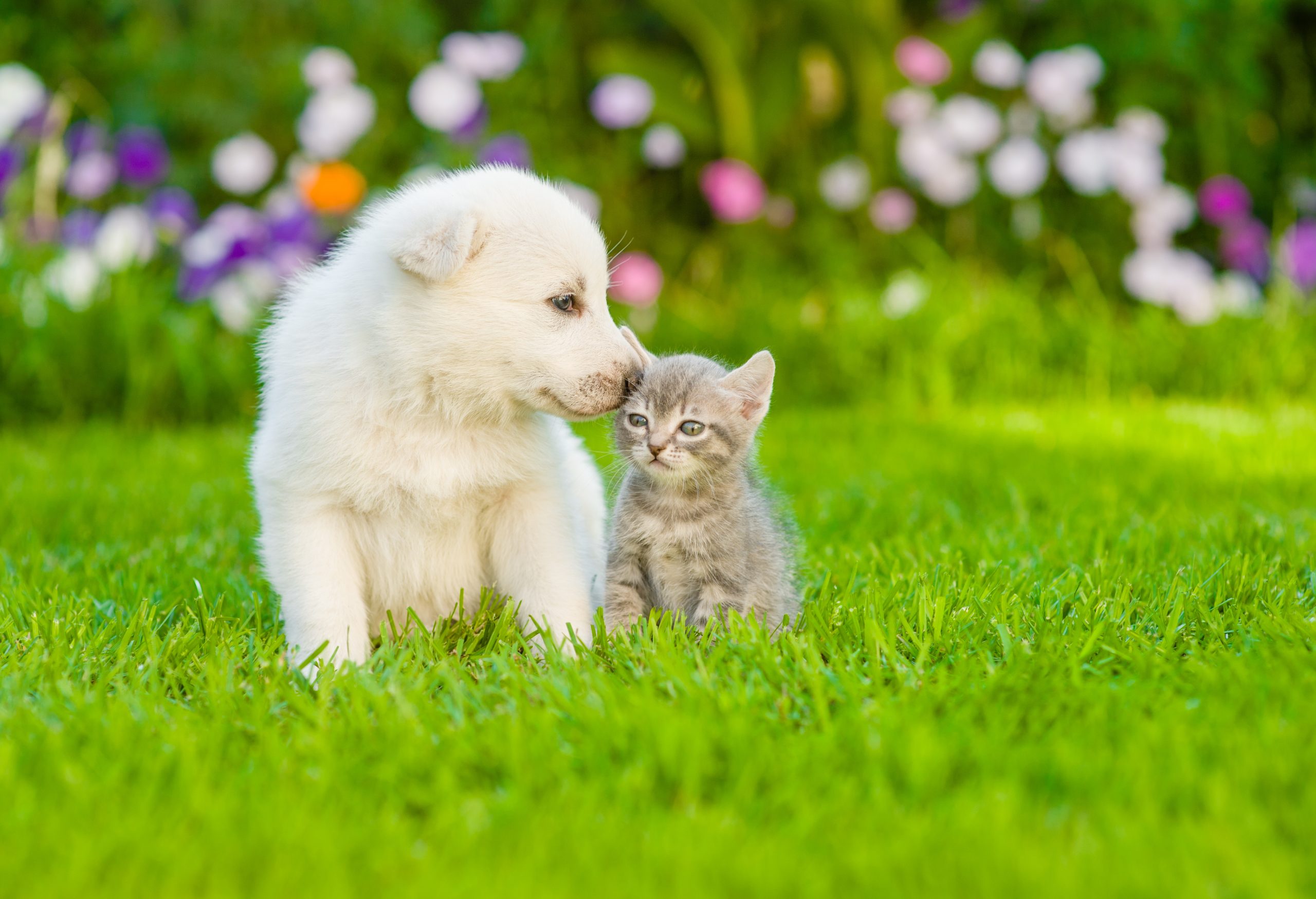Pet care services in Kolkata