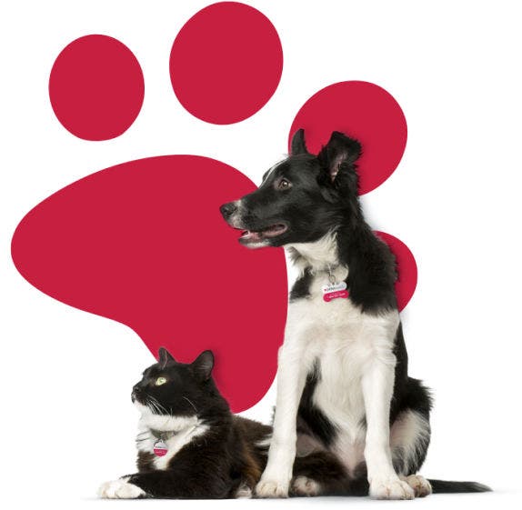 Pet care services in Kolkata